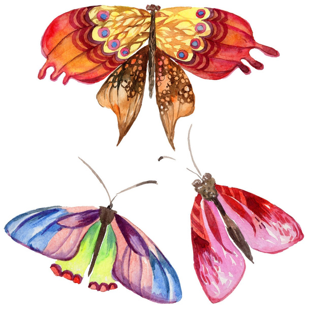 Exotický motýl divoký hmyz ve stylu akvarelu, samostatný. - Fotografie, Obrázek