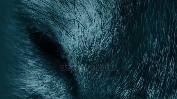 Tête de loup avec oeil violet, coloré artificiel
 - Séquence, vidéo