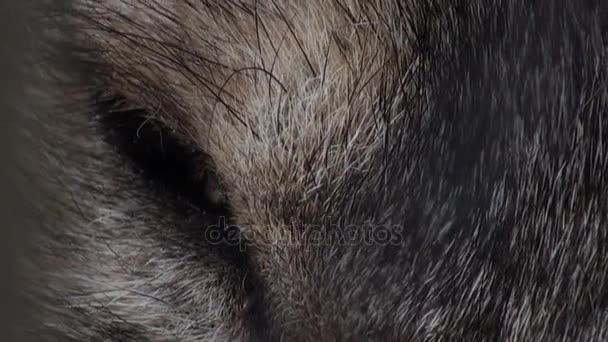Głowa wilka z niebieskimi oczami, sztuczne kolorowe - Materiał filmowy, wideo