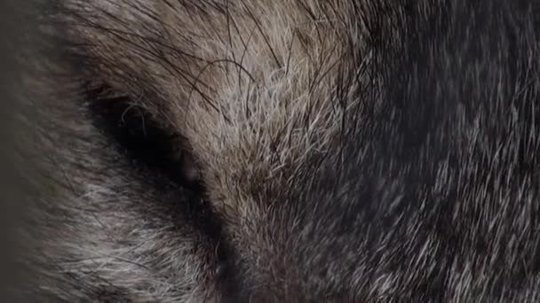 Głowy wilka z żółtą oka, sztuczne kolorowe - Materiał filmowy, wideo