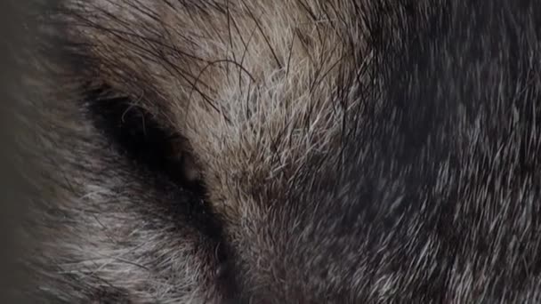 Głowa wilka z efektu czerwonych oczu, sztuczne kolorowe - Materiał filmowy, wideo