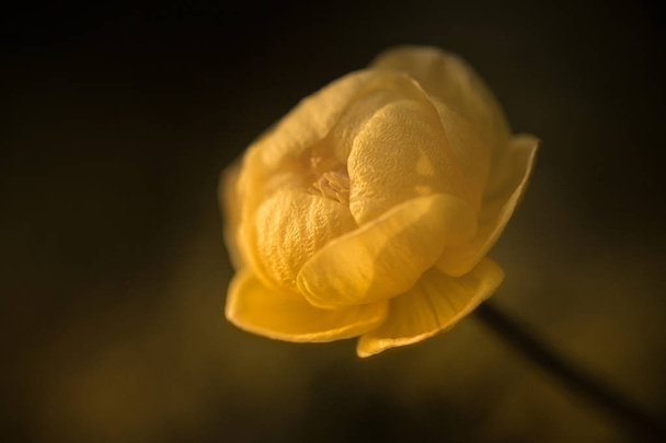 Globeflower on a dark background. - Photo, Image