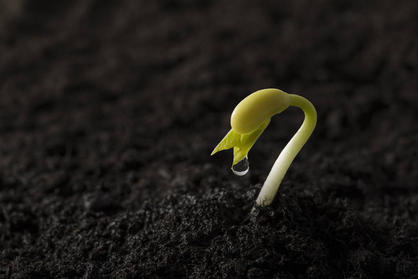 Green bean zaad groeiende uit bodem - Foto, afbeelding