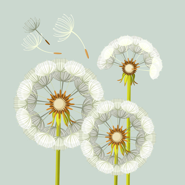 Blowing dandelion flower with fragile flying parts on green stem - Vector, Image