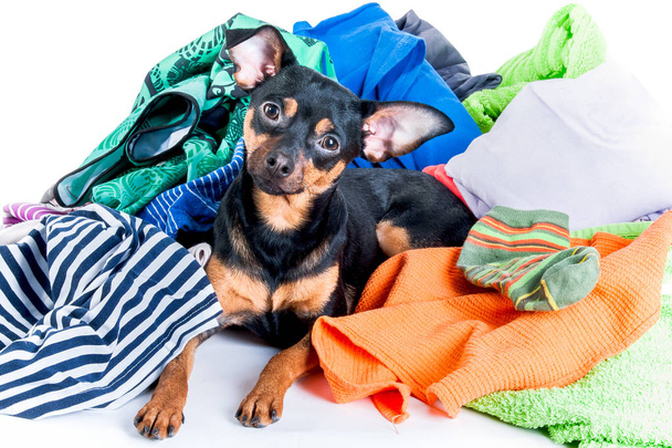 Uma confusão de cão. Cão, cachorro, brinquedo Terrier fez uma bagunça das roupas
. - Foto, Imagem