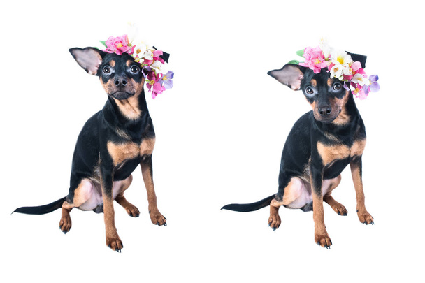 Jouet Terrier dans une couronne de fleurs
  - Photo, image
