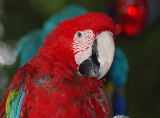 Detail hlavy papoušek - Fotografie, Obrázek
