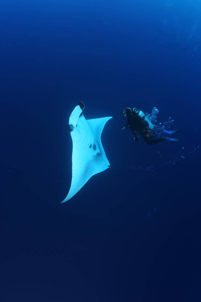 Manta ray duiken onderwater Galapagos eilanden Grote Oceaan - Foto, afbeelding