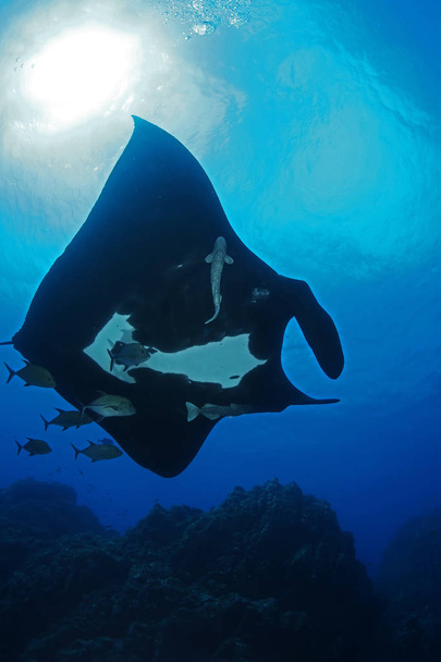 Manta ray buceo Islas Galápagos subacuáticas Océano Pacífico
 - Foto, Imagen