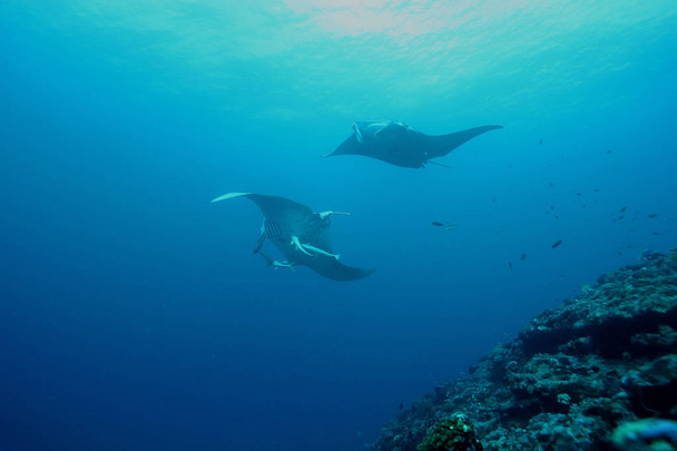 Manta plongée sous-marine Galapagos îles Océan Pacifique
 - Photo, image