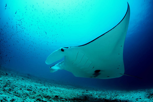 Manta ray buceo Islas Galápagos subacuáticas Océano Pacífico
 - Foto, imagen