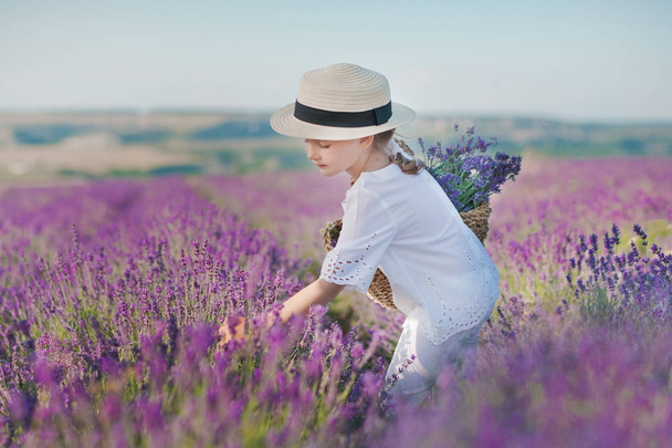 Girl in a straw hat in a field of lavender with a basket of lavender. A girl in a lavender field. Girl with a bouquet of lavender. - Foto, imagen