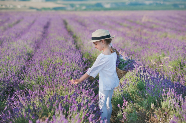 Girl in a straw hat in a field of lavender with a basket of lavender. A girl in a lavender field. Girl with a bouquet of lavender. - Photo, image