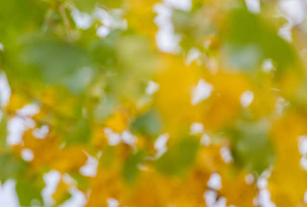 Blured jesiennych liści - Zdjęcie, obraz