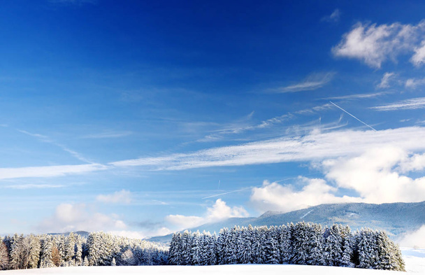 Scenic view of a snowy pine forest in the Bavarian Alps in winter - Valokuva, kuva