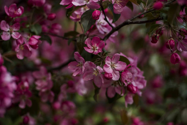 Flowering fruit tree. - Foto, Imagen