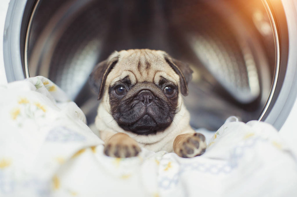 Cachorro pug se encuentra en la ropa de cama en la lavadora
. - Foto, Imagen