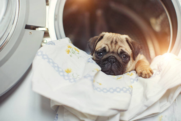 Puppy pug lies on the bed linen in the washing machine. - Photo, Image