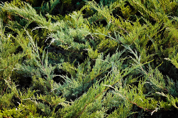 arbustes à feuilles persistantes dans la nature
 - Photo, image