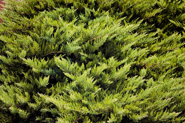 ikivihreä pensaat luonnossa
 - Valokuva, kuva