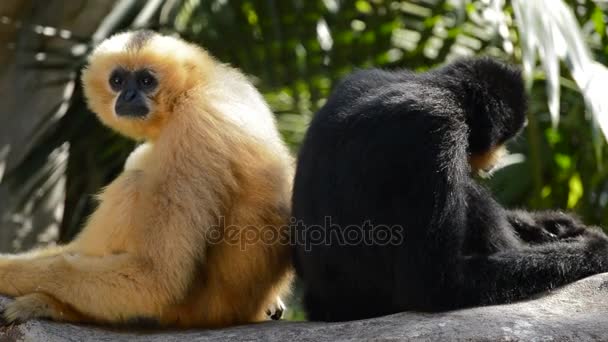Férfi és női, sárga arcú Gibbon - Nomascus gabriellae - Felvétel, videó