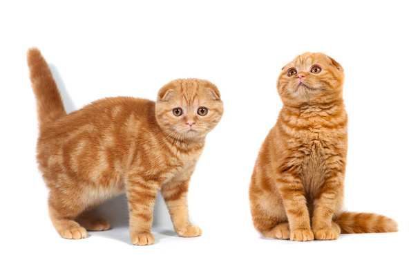 colagem de fotos scottish fold Feline mármore vermelho em creme
 - Foto, Imagem