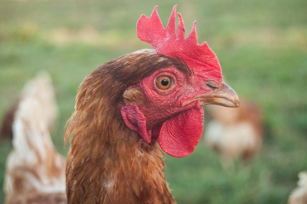  chicken in a Traditional free range poultry farming - Fotografie, Obrázek