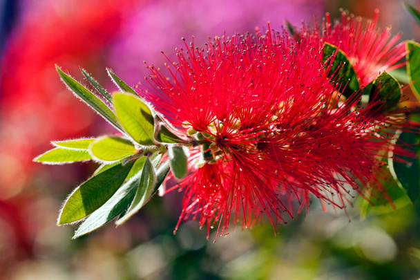 flor silvestre vermelha na natureza
 - Foto, Imagem