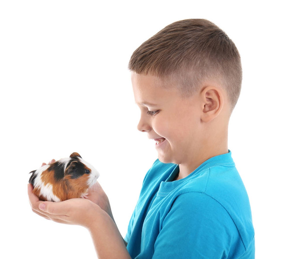 Cute boy with funny guinea pig on white background - Foto, immagini