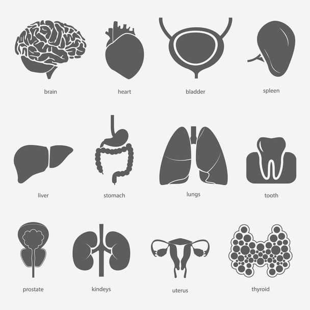 Different flat human organs set with brain heart lungs stomach bladder toooth uterus prostate thyroid spleen liver kidneys. Isolated on white background. Vector eps10. - Vector, Image
