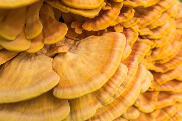 Деталь кронштейна гриба Laetiporus sulphureus на дереві
 - Фото, зображення