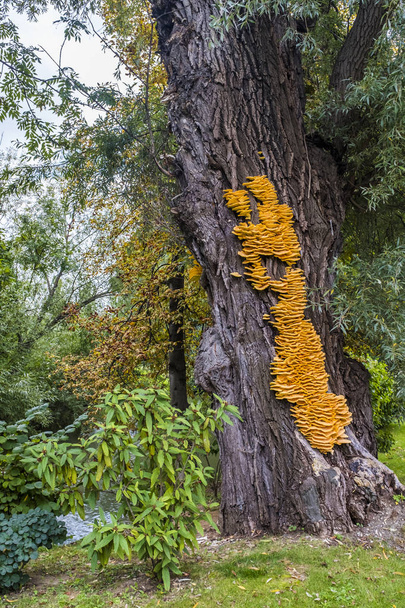 Huge yellow bracket fungus Laetiporus sulphureus on a tree - Photo, Image