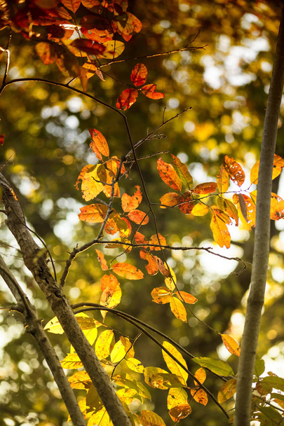 Backlit Fall Leaves - Zdjęcie, obraz