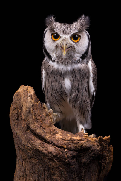 African White Faced Owl on black - Fotoğraf, Görsel