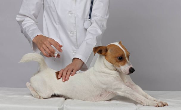 Dog vaccinations. Veterinary care. Vet doctor and dog Jack Russell Terrier - Foto, afbeelding