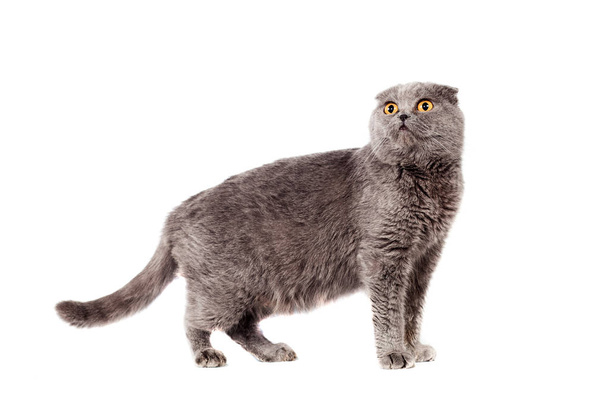 Scottish Fold of gray color gray adult shorthair in full growth on a white isolated background - Фото, изображение