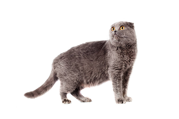 Scottish Fold of gray color gray adult shorthair in full growth on a white isolated background - 写真・画像