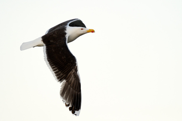 Black-backed Gull - Photo, Image
