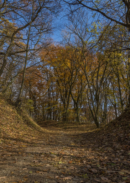 Jesień las ścieżka w słoneczny dzień - Zdjęcie, obraz