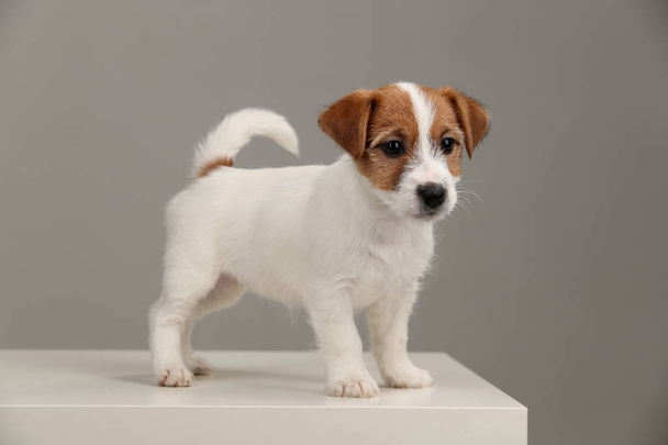 Jack Russell Terrier juguetón. De cerca. Fondo gris
 - Foto, Imagen