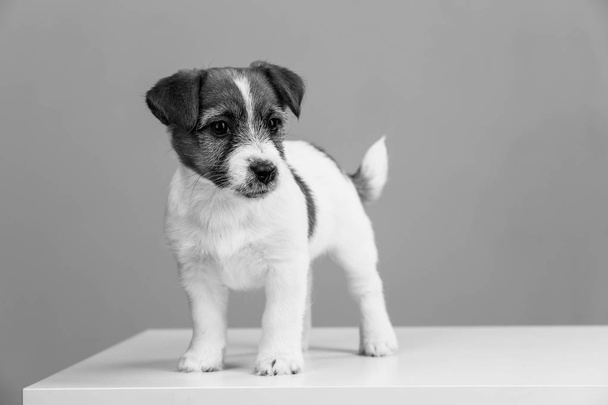 Cool Jack Russell in blackand white
 - Фото, изображение