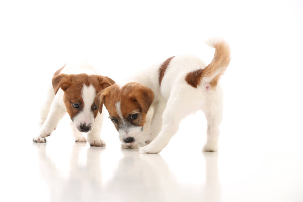 Two cool jack russells. White background - Photo, Image