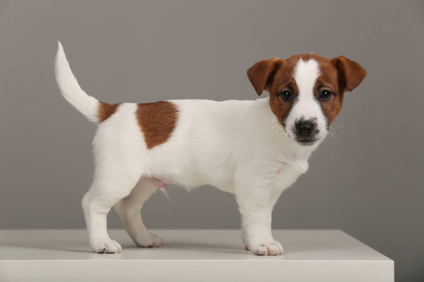 Portrait of jack russell baby. Gray background - Photo, Image