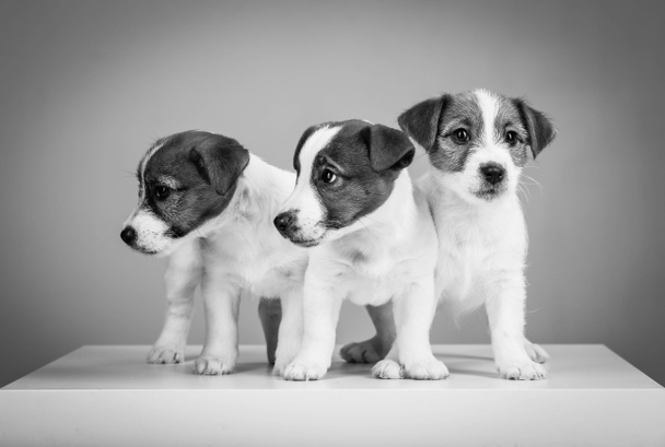Grupo de três Jack Russell Terriers. Preto e branco
 - Foto, Imagem