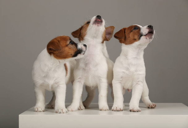 Grupo de três Jack Russell Terriers. Fundo cinzento
 - Foto, Imagem