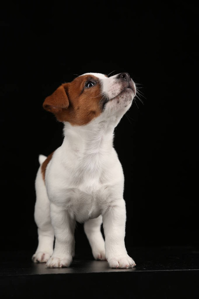 Puppy looking up. Black background - Photo, Image