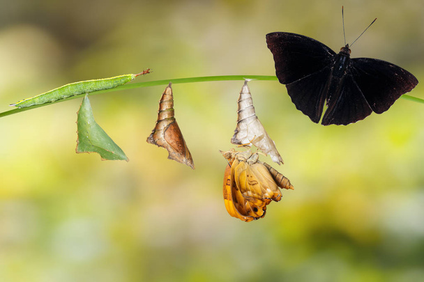 Transformation from caterpillar and chrysalis of  male siamese b - Photo, Image