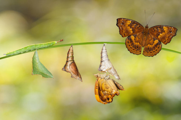 Transformation from caterpillar and chrysalis of brown prince bu - Photo, Image
