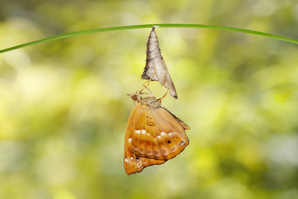Isolated emerged from chrysalis of brown prince butterfly hangin - Photo, Image