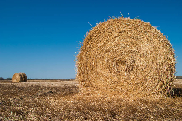 Hay or straw bales in a field - Photo, Image